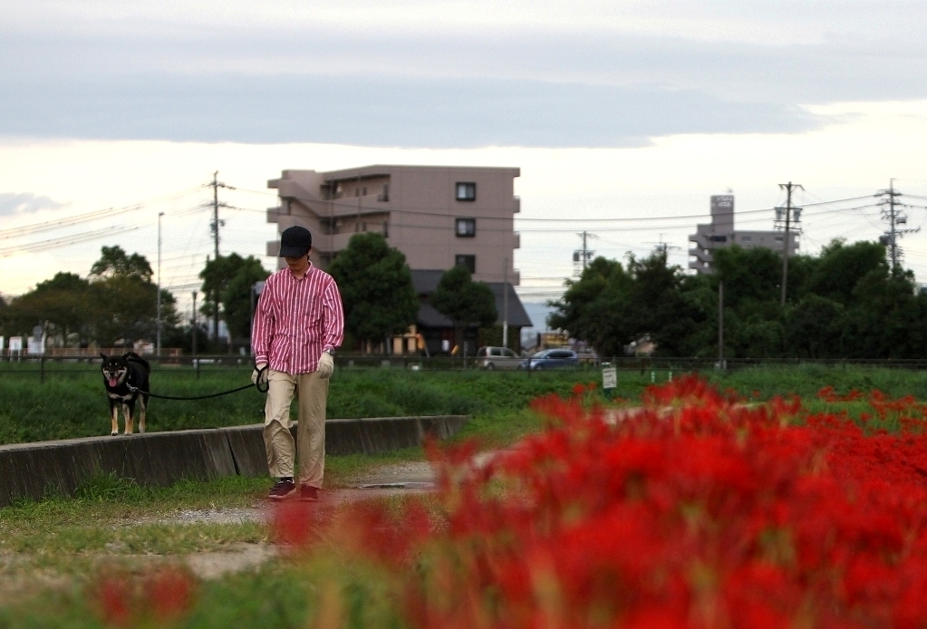 「彼岸花の散歩道（矢勝川）」_e0143590_21171441.jpg