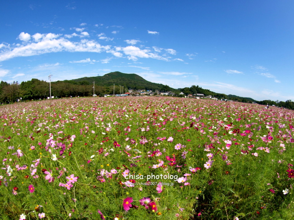 秋のお花畑_c0158998_23212940.jpg