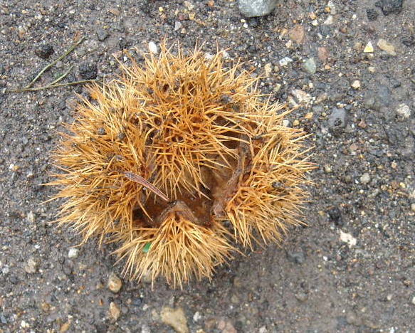 f0187700_152001.jpg