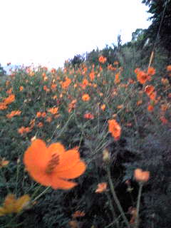 c0037701_01426.jpg