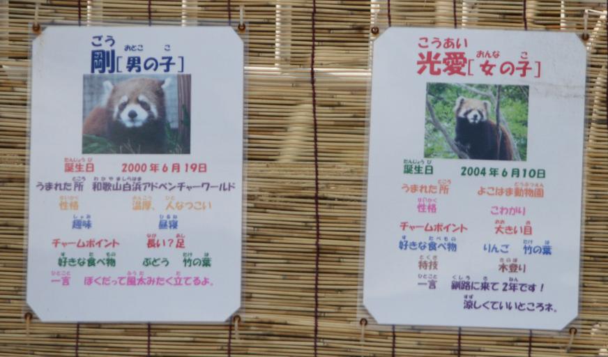 レッサーのパクパクタイム_c0155902_19343667.jpg