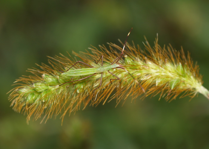クモヘリカメムシの幼虫_c0116915_20453657.jpg