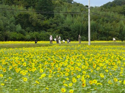 佐野ひまわり　見頃です！！_e0097615_14393572.jpg