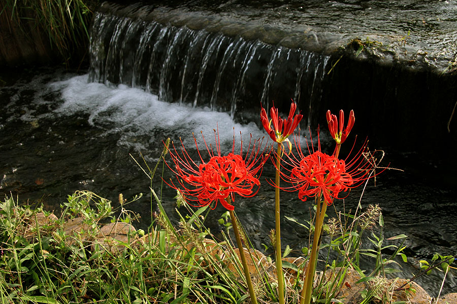 曼珠沙華3（彼岸花）_f0060717_2238731.jpg