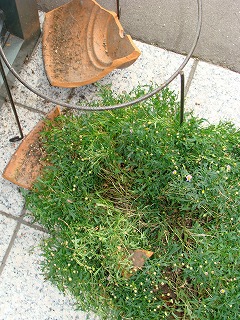 f0170524_11557100.jpg
