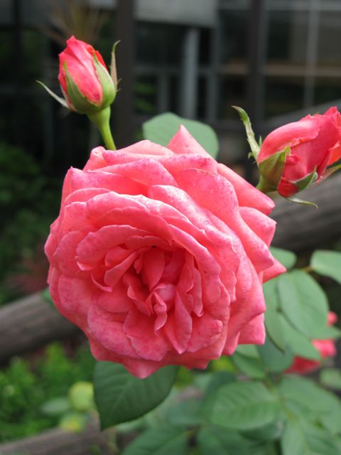 c0019131_13363114.jpg