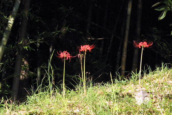f0007956_18125478.jpg