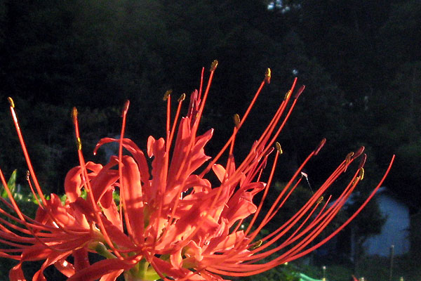 f0007956_181321.jpg