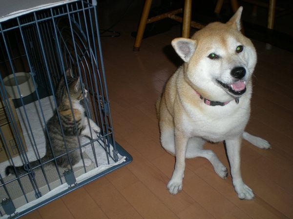 2008年9月27日(土)心ちゃんは愛ちゃんに・・・!_f0060461_2028066.jpg