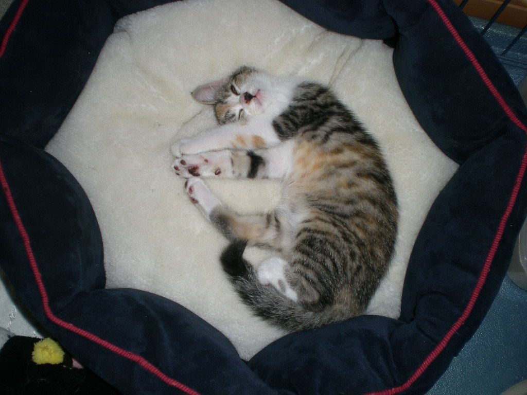 2008年9月27日(土)心ちゃんは愛ちゃんに・・・!_f0060461_20424248.jpg
