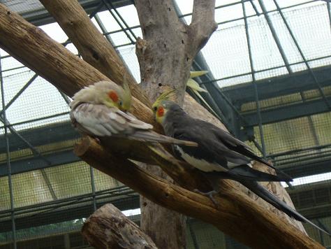 掛川花鳥園～Ⅱ_a0093566_45141100.jpg