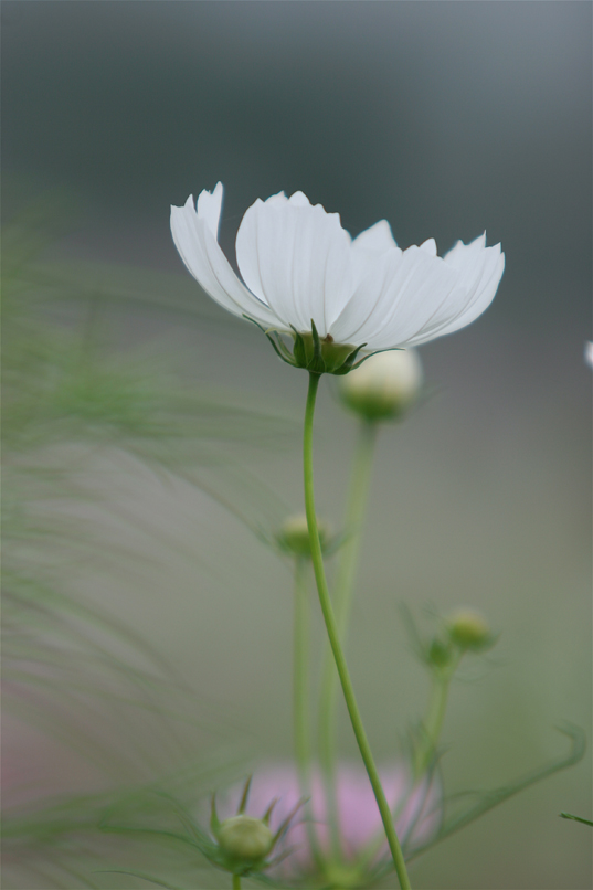 にった花トピア　その2_e0071967_1944676.jpg