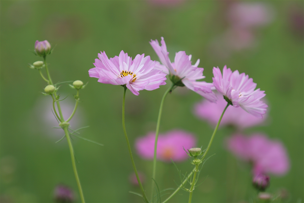 にった花トピア　その2_e0071967_19453688.jpg