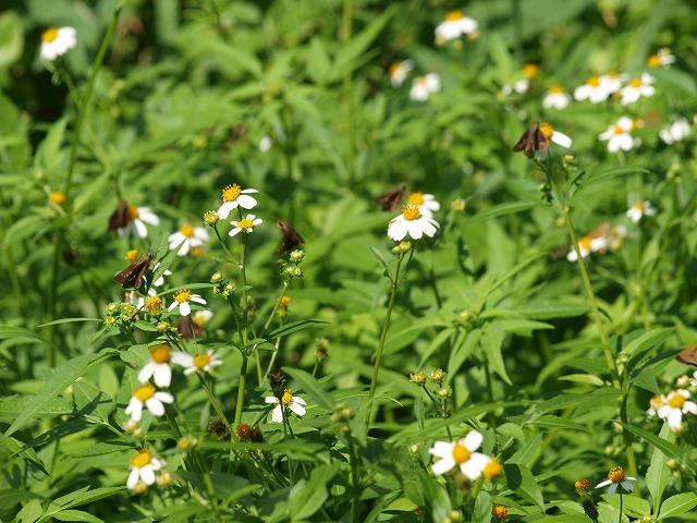 センダングサの花咲いた_b0135573_2110505.jpg