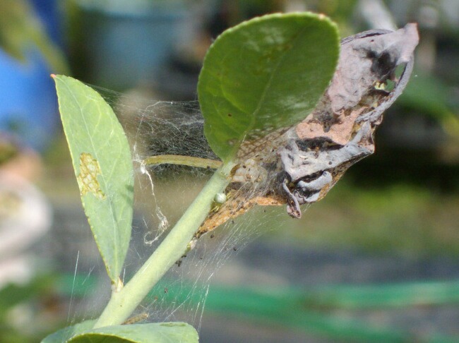 これがシャシャンボツバメスガの幼虫？_f0018078_17543962.jpg