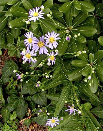 シオンの群生を見てみたい 楽餓鬼