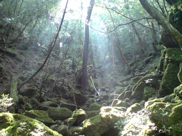 屋久島へ　最終回_f0160896_10455843.jpg