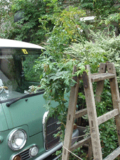 c0129702_15121367.gif