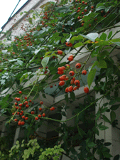 c0129702_151566.gif