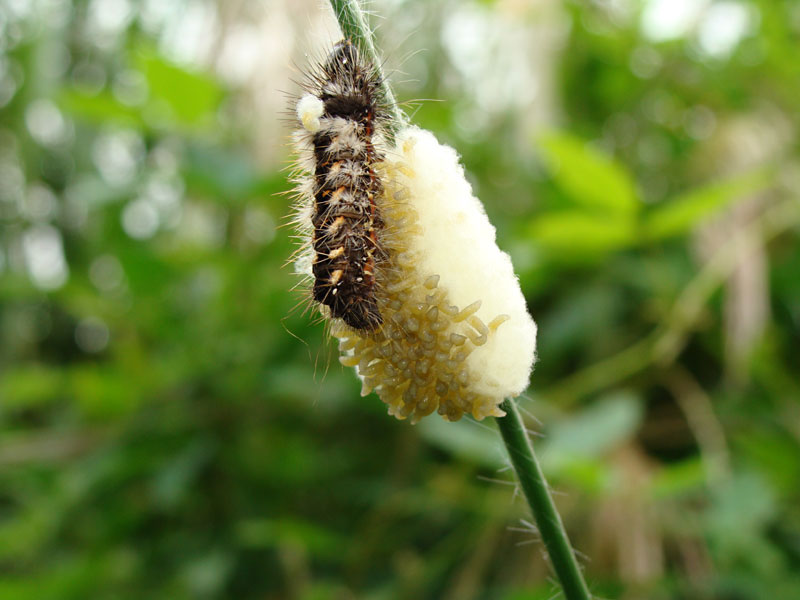 このカマキリの卵みたいなものは一体なんでしょう_b0025008_15293791.jpg