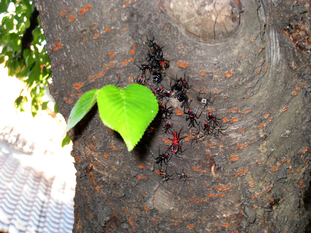 公園の桜に付いていました 昆虫ブログ むし探検広場