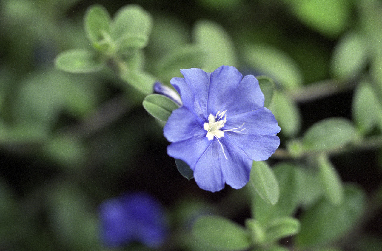 レンズ(単焦点) EBC FUJINON MACRO 55mm f3.5 FUJINON EBC MACRO 55mm f3.5 m42マウント - メルカリ
