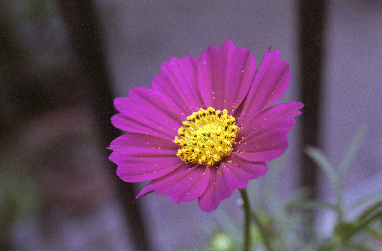 EBC FUJINON MACRO 55mm F3.5 : 閑居堂 ~ のんびり小父さんの独り言