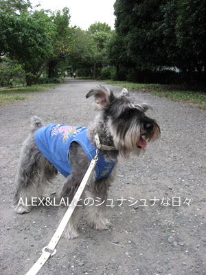 アレックスとお散歩_e0130218_13463645.jpg