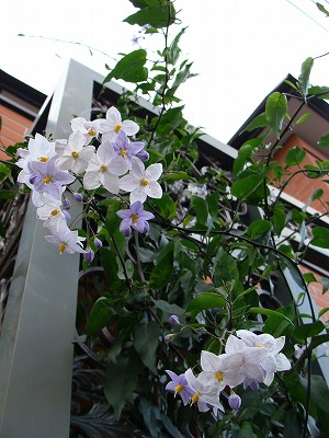 f0170524_16255422.jpg