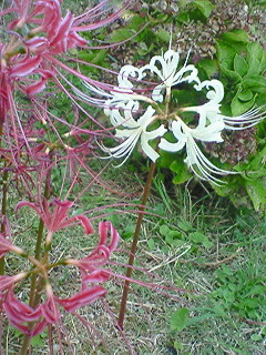 f0180166_2205630.jpg