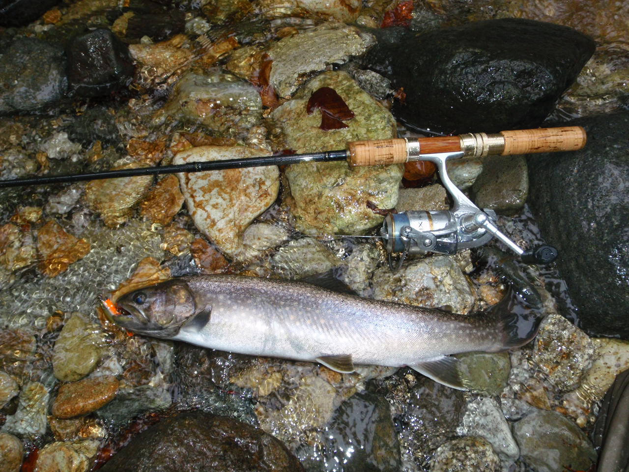 奥只見川で釣りをしてきました モーニングサラダの勝手な独り言