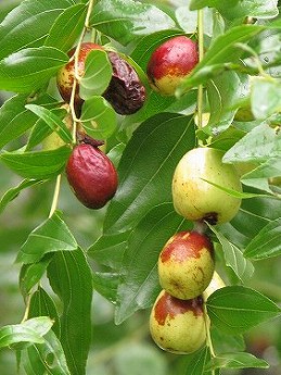 ナツメ(夏芽、棗)_c0085874_21472299.jpg