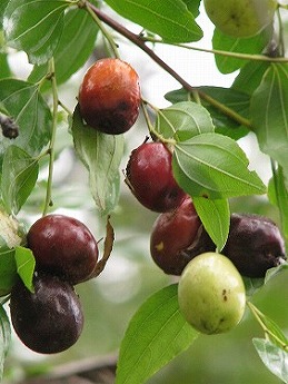 ナツメ(夏芽、棗)_c0085874_21473292.jpg