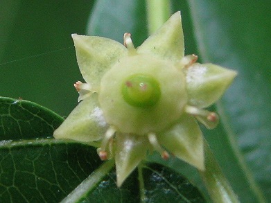 ナツメ(夏芽、棗)_c0085874_21483024.jpg