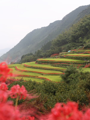 鹿本郡菊鹿町・番所　　　　9/23_c0152779_1434575.jpg