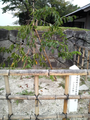 c0152779_20576.jpg