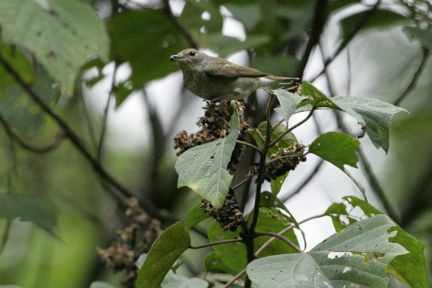 アカメガシワ　　キビタキ♀　　　2008/9/28_e0139088_18393470.jpg