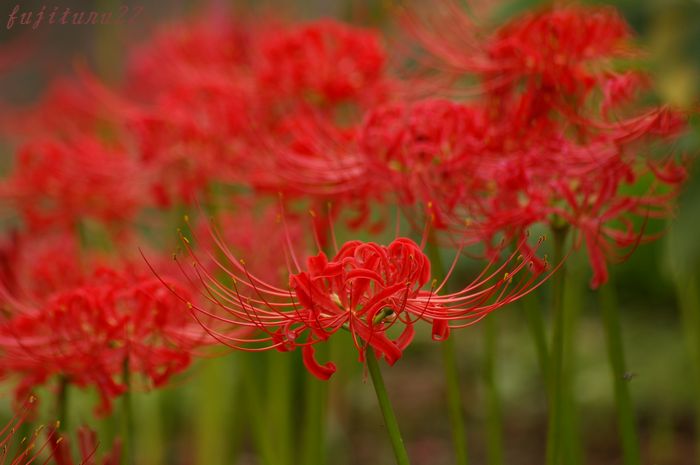 彼岸花に逢いたくて…・常泉寺４_b0151409_2147372.jpg