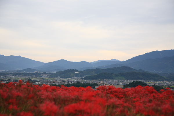 奈良へ曼珠沙華を求めて_f0181310_18452082.jpg