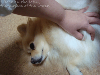 b0075318_16594787.gif