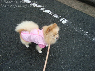 b0075318_1714568.gif