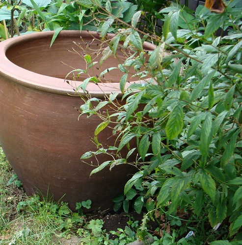 f0170524_12551413.jpg