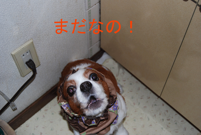 c0136838_12331112.gif