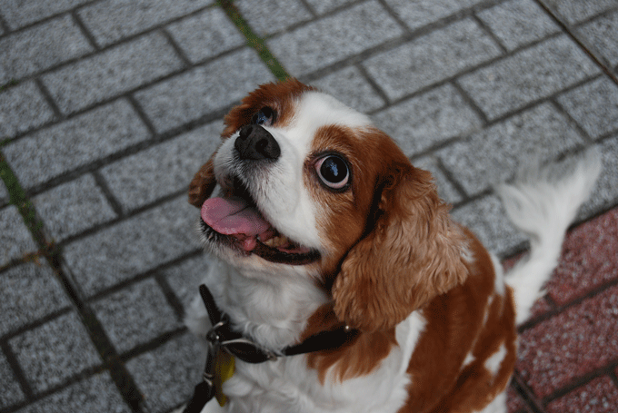 c0136838_19105536.gif