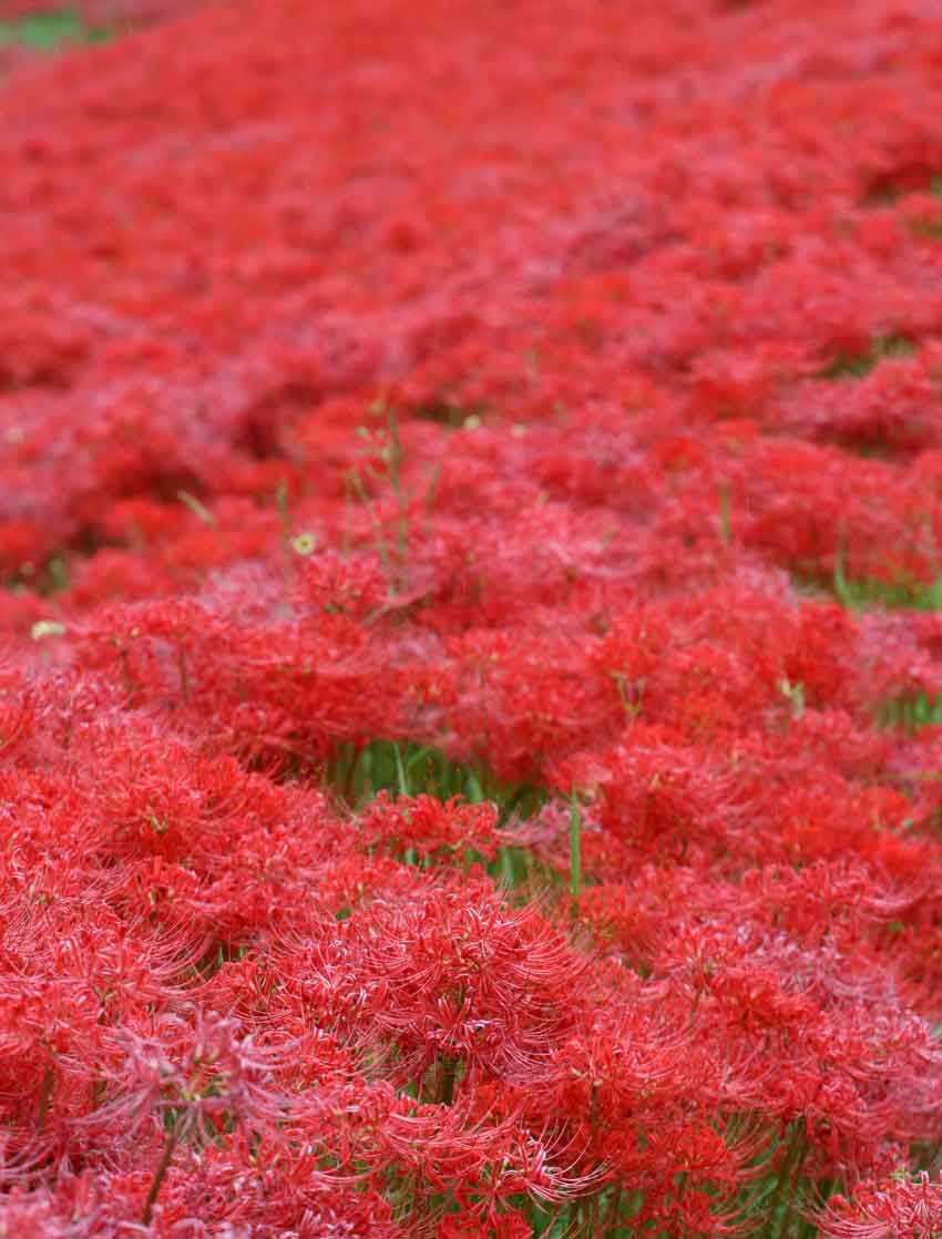 曼珠沙華の群生地と、原瀧山トライアルパーク♪_d0058941_219147.jpg