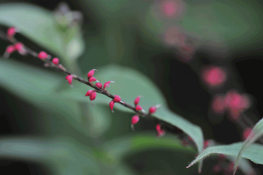 c0093046_8185098.gif