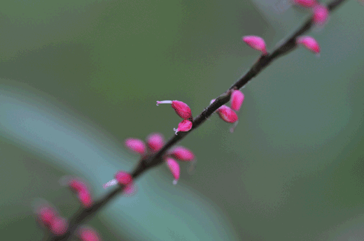 c0093046_819683.gif