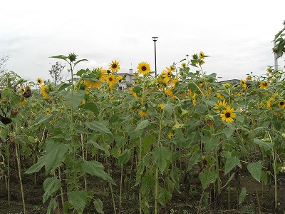 ひまわりの花_a0084753_17541982.jpg