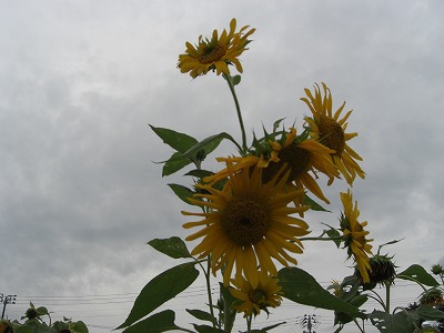 ひまわりの花_a0084753_1754744.jpg