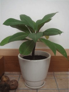 b0155872_14594294.gif
